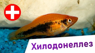Хилодонеллез - Симптомы и лечение. Инфузории рода Хилодонелла.