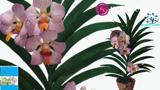 ORQUIDEA VANDA FOETIDA (stencil 515)