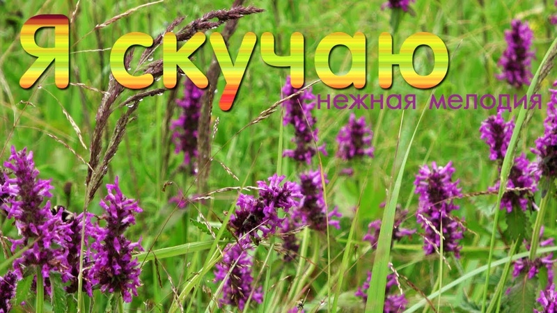 Я Утренняя роса и Нежная музыка ОЧЕНЬ НРАВИТСЯ Эта