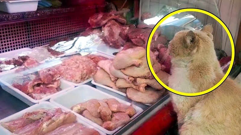 Un Chat Mendie de la Viande et l Emporte Ailleurs. Les Gens Finissent par Comprendre