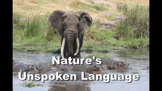Amazing Elephant Encounter: Navigating a Hippo Pool in Tanzania's Ngorongoro Crater