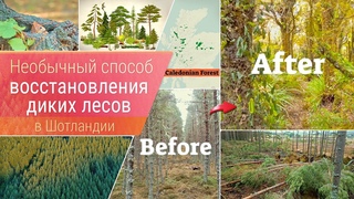 Революционный способ создания диких лесов в Шотландии!