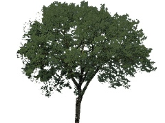 Z2Zf Tree 15