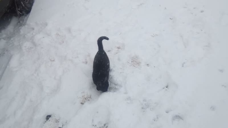 У нас гости. Красивая киса