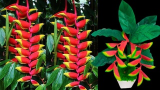 DIY Cara Membuat Bunga Heliconia dari Plastik Kresek | How to make Heliconia Flower from Plastic Bag