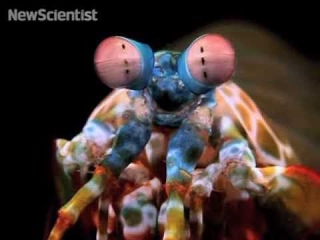 Satellite eyes give mantis shrimp unique vision