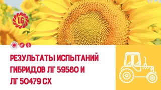 Результаты испытаний гибридов ЛГ 59580 и ЛГ 50479 СХ