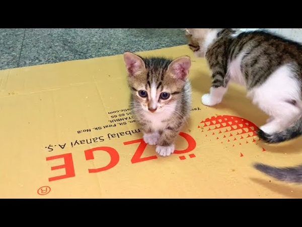 Little kitten gets angry when her brother bites her