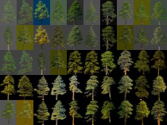 co71_Ponderosa-Pine_42_15m