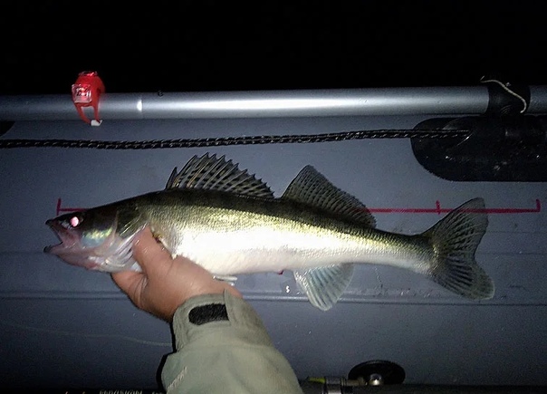 Троллинг на каме августе. Судак на троллинг. Судак на троллинг спиннинг. Троллинг воблеры для судака. Воблеры на судака с лодки троллинг.