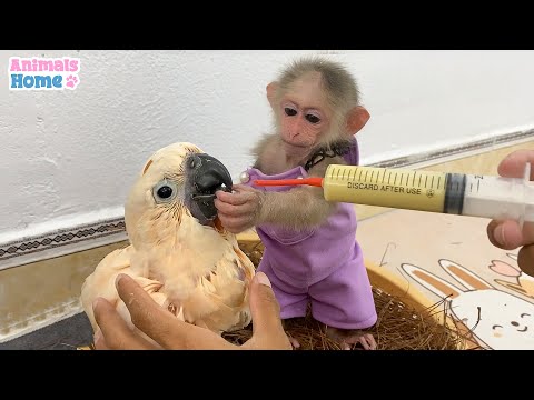 Bi Bi obedient helps dad feeds baby
