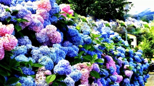 Гортензия ( Hydrangea Summer flowers